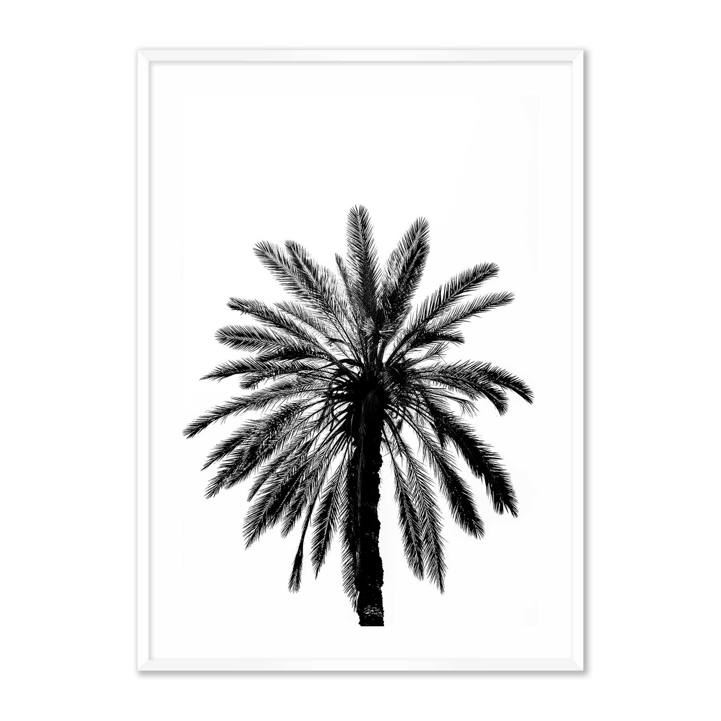 Palm Tree in Italy