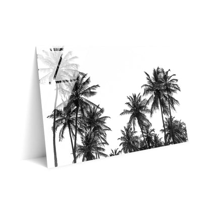 Palm Tree in Africa