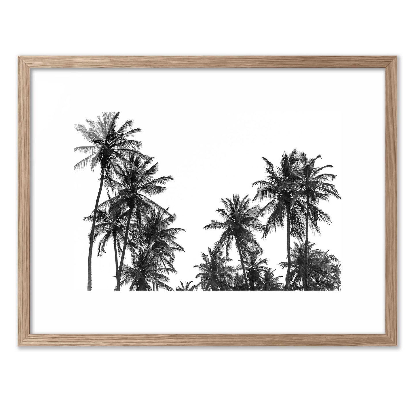 Palm Trees in Africa