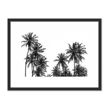 Palm Trees in Africa