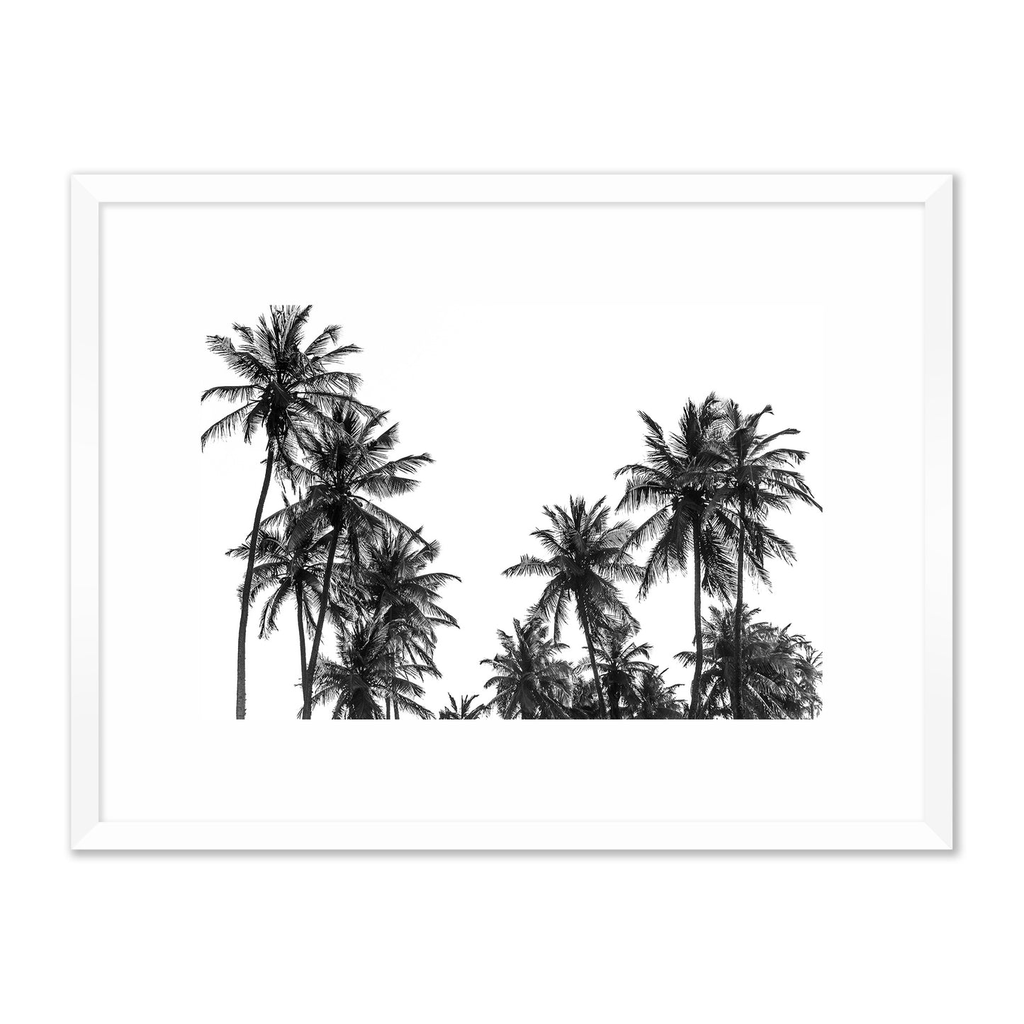 Palm Trees in Africa