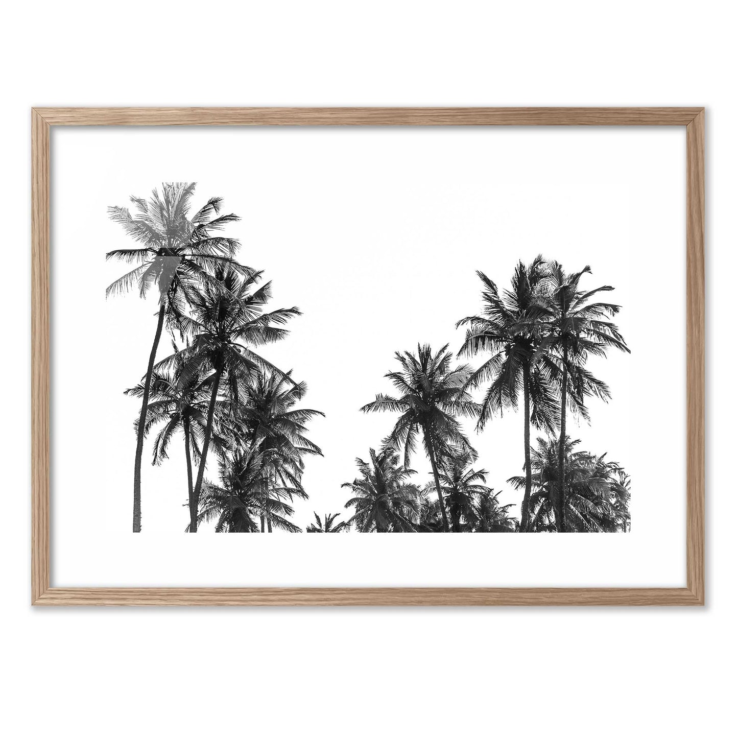 Palm Trees in Africa