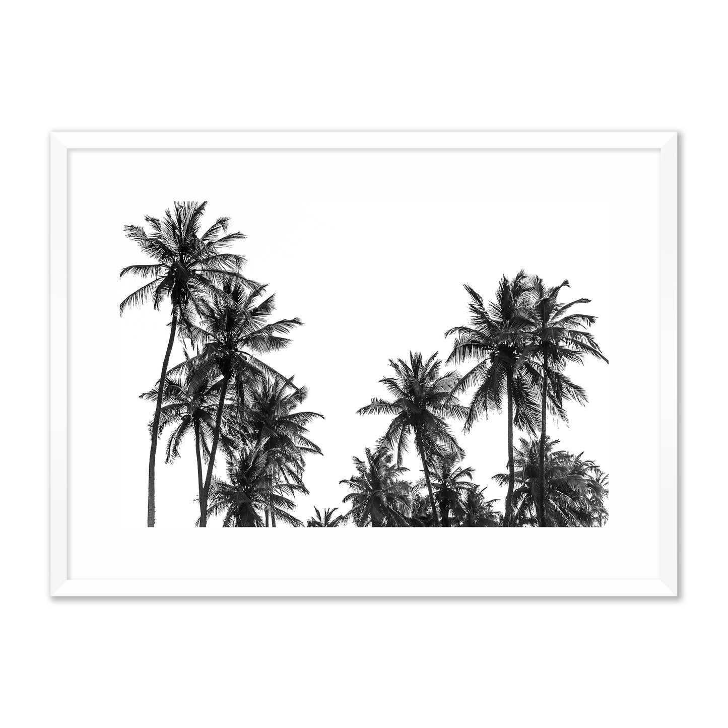 Palm Trees in Africa