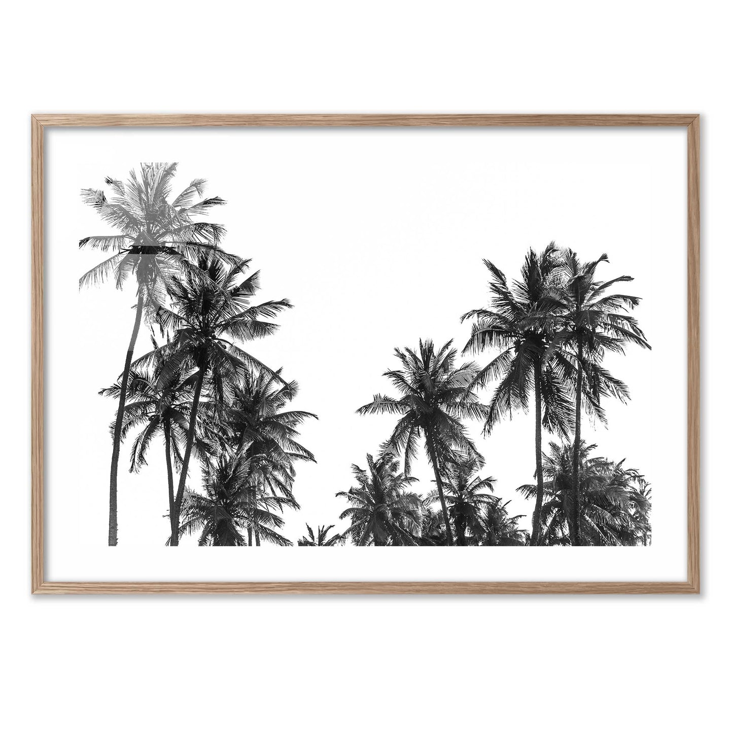 Palm Trees in Africa