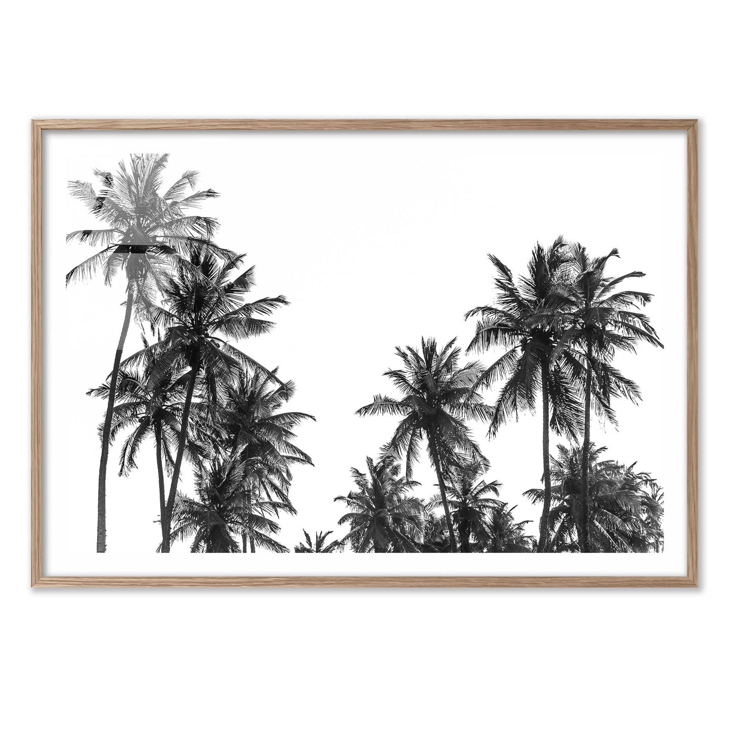 Palm Trees in Africa