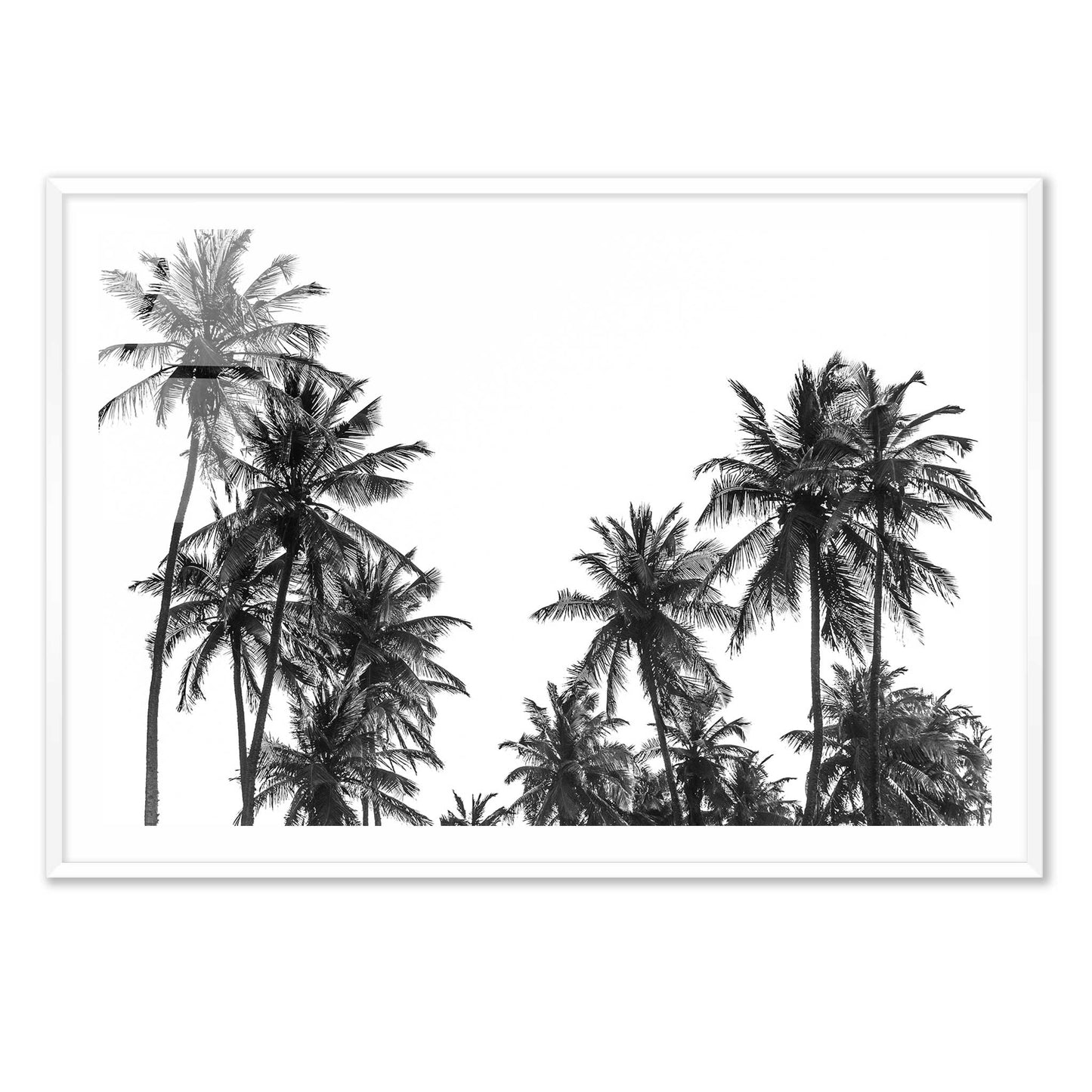 Palm Trees in Africa