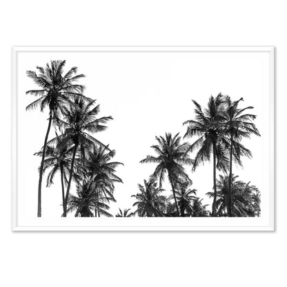 Palm Tree in Africa