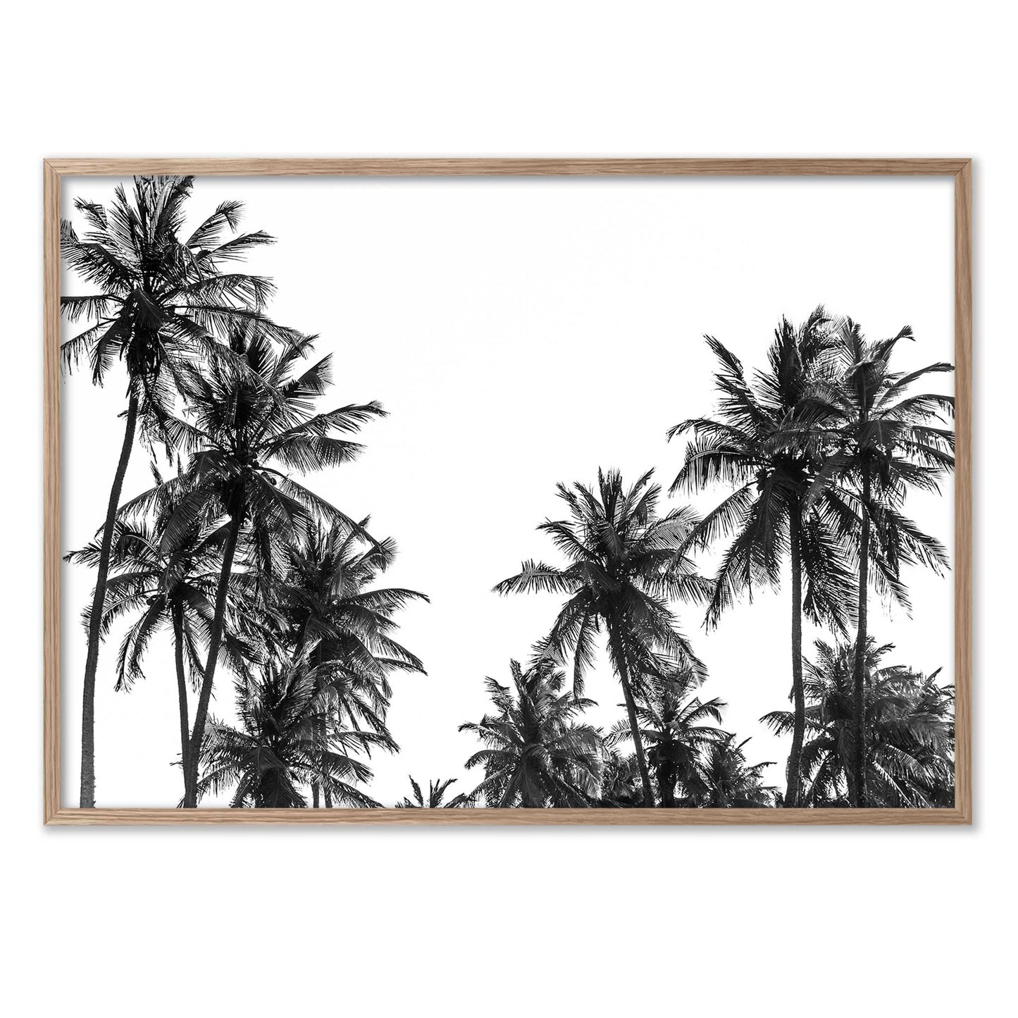 Palm Tree in Africa