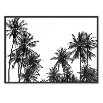 Palm Tree in Africa