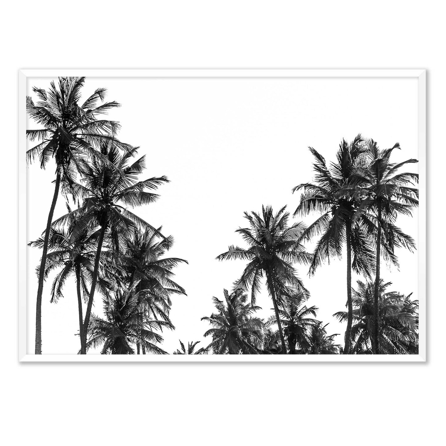Palm Tree in Africa