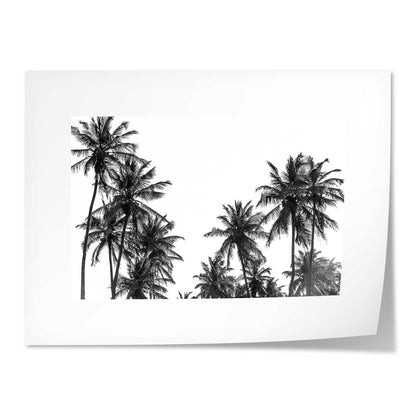 Palm Trees in Africa