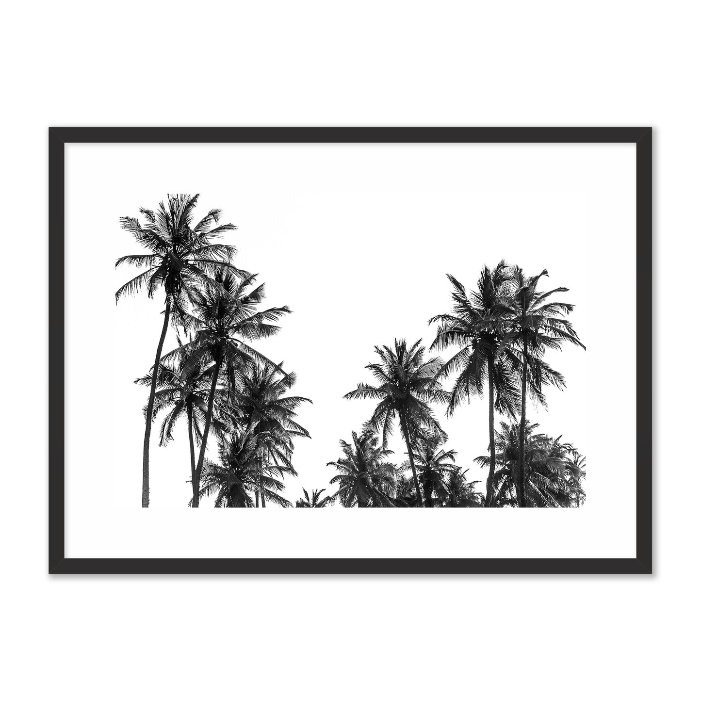 Palm Trees in Africa