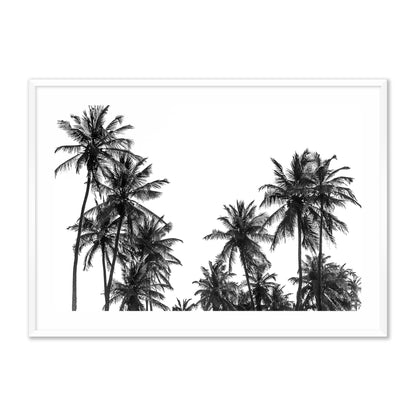 Palm Trees in Africa