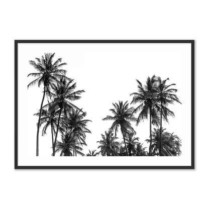 Palm Trees in Africa