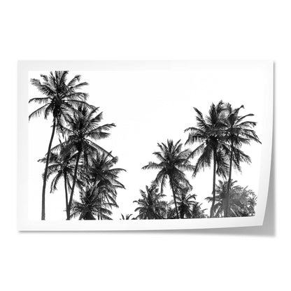 Palm Tree in Africa