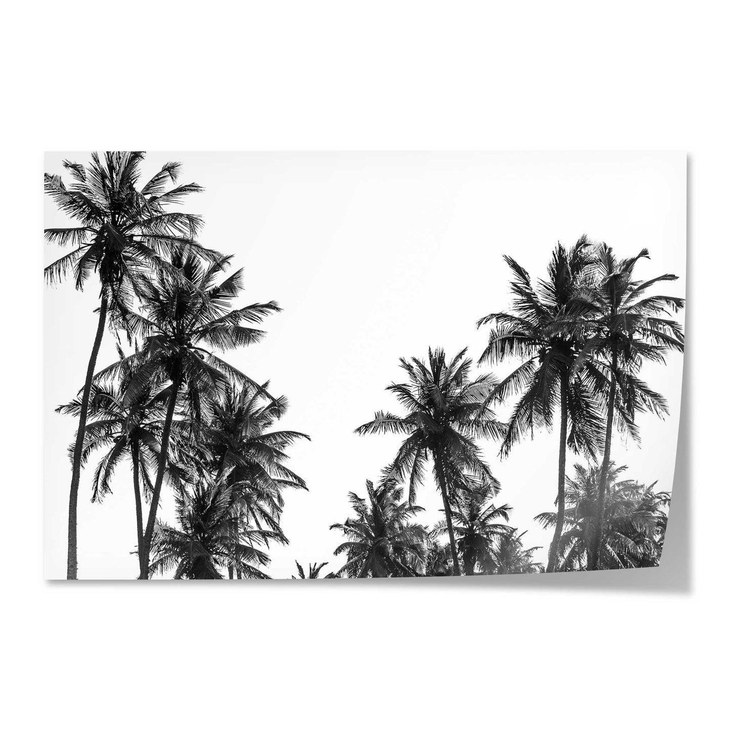 Palm Tree in Africa