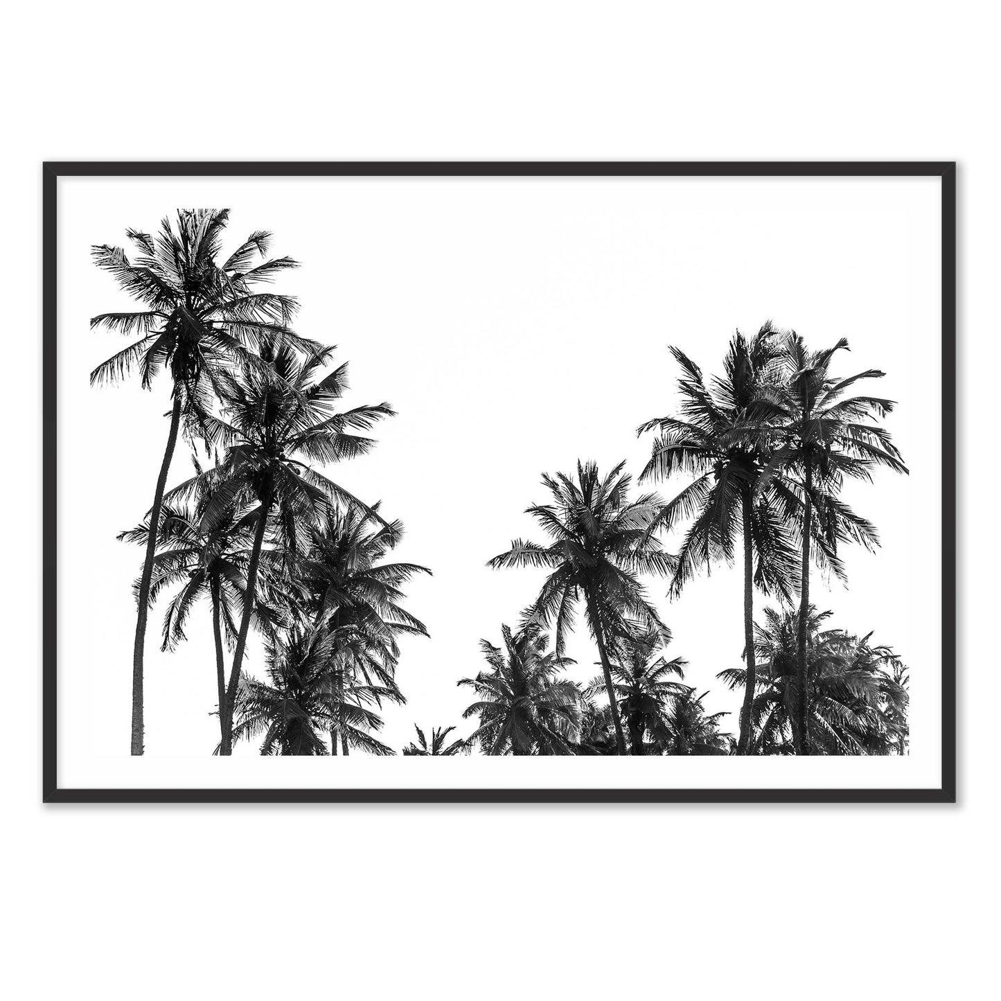 Palm Tree in Africa