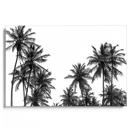 Palm Tree in Africa