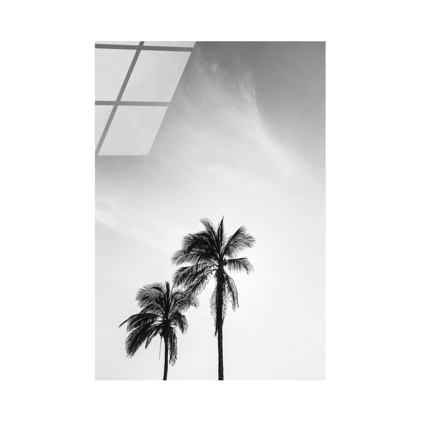 Palm Trees in Jeddah