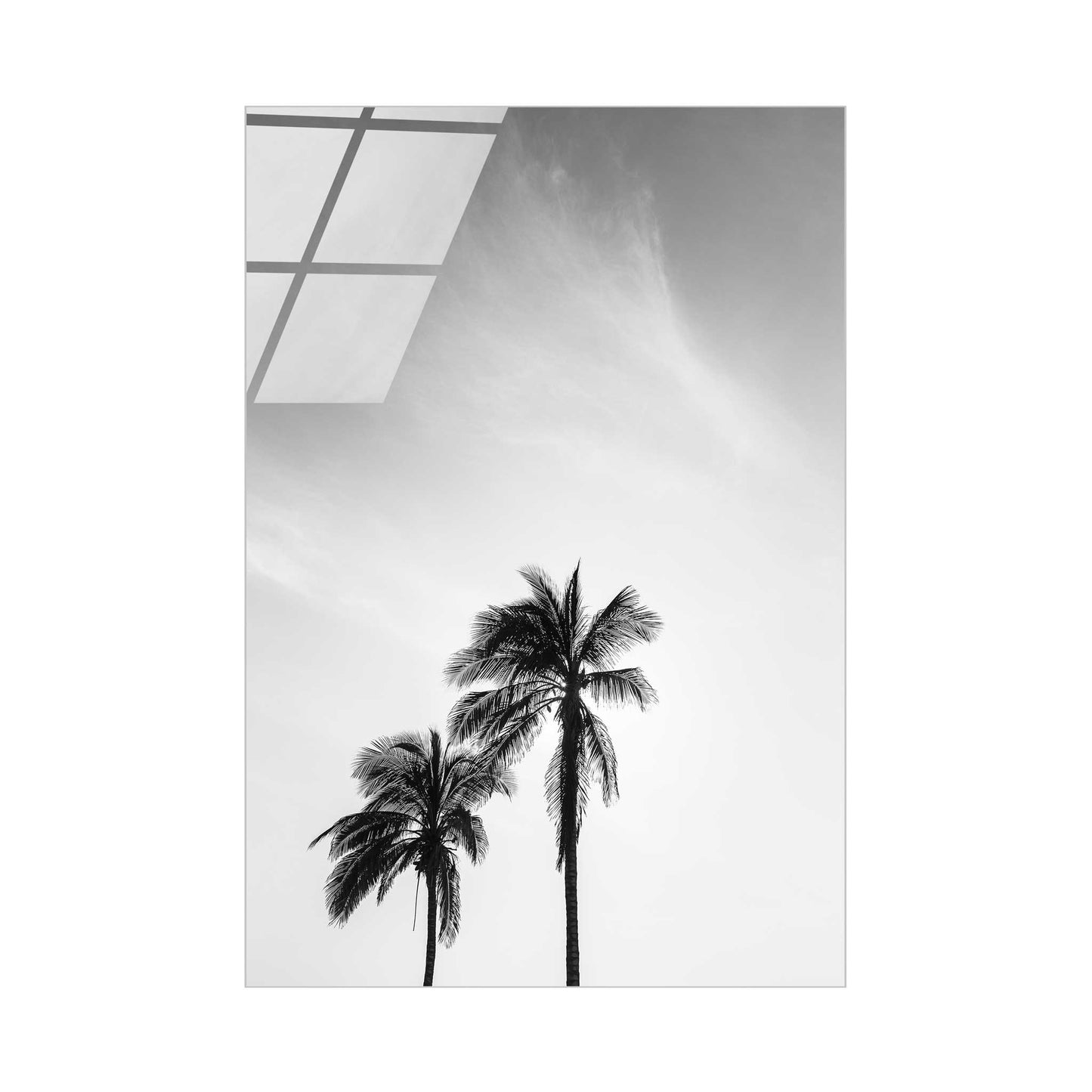 Palm Trees in Jeddah