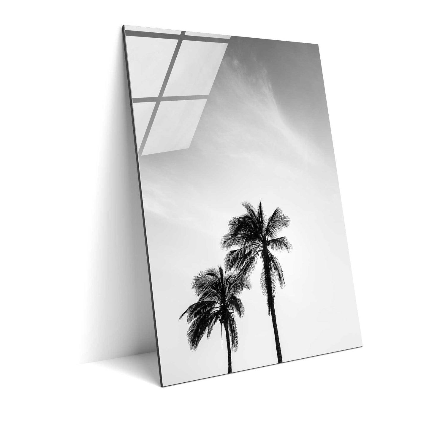 Palm Tree in Jeddah