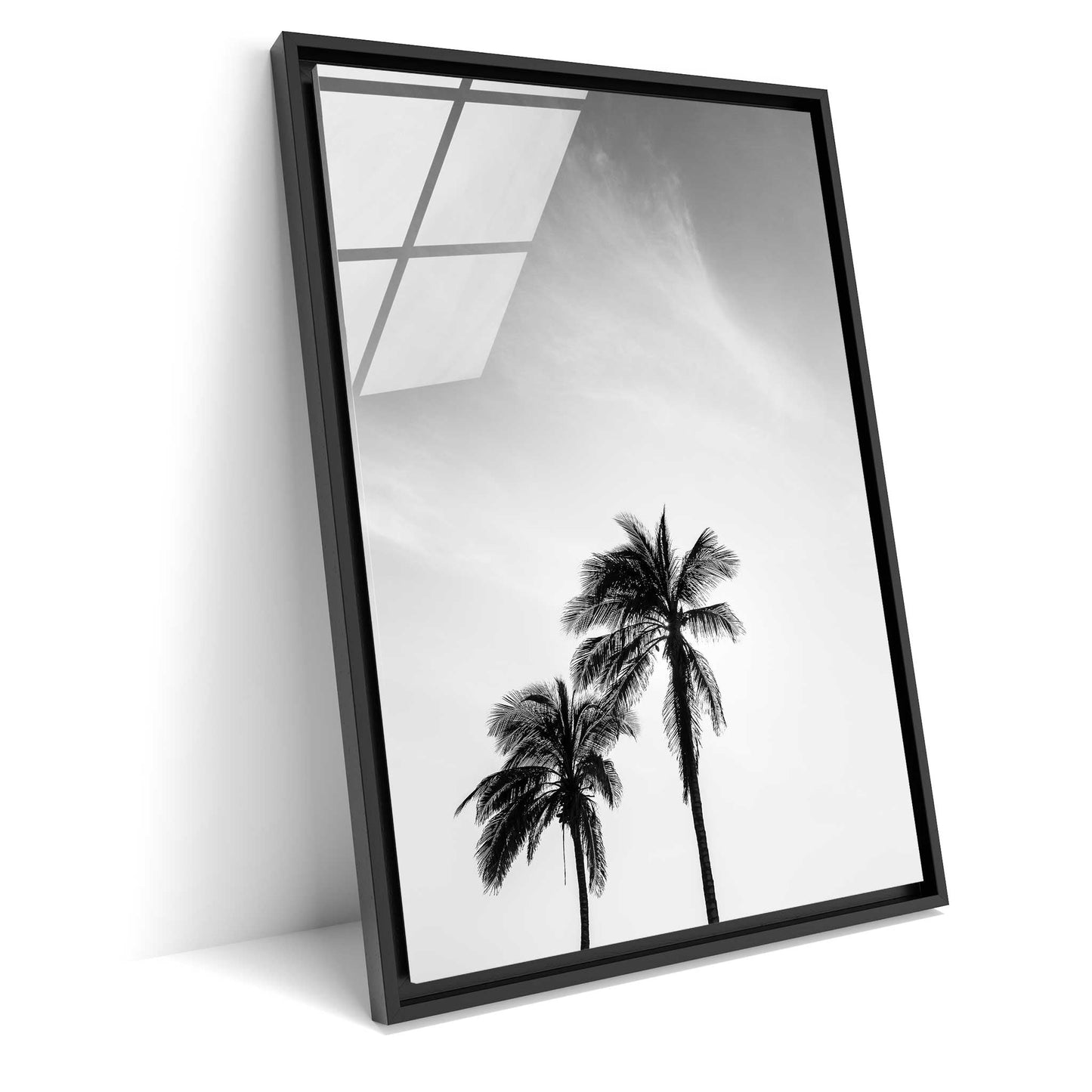 Palm Tree in Jeddah