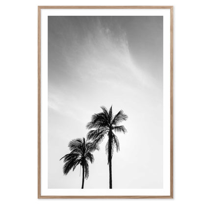 Palm Tree in Jeddah