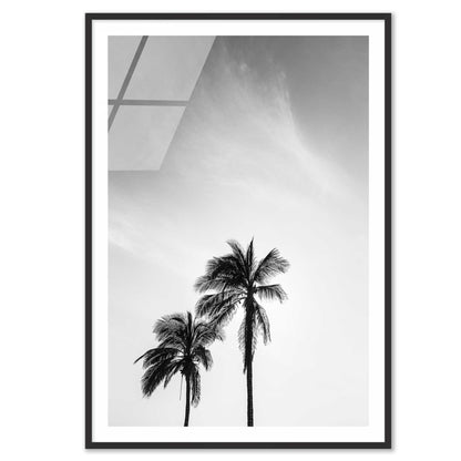 Palm Trees in Jeddah