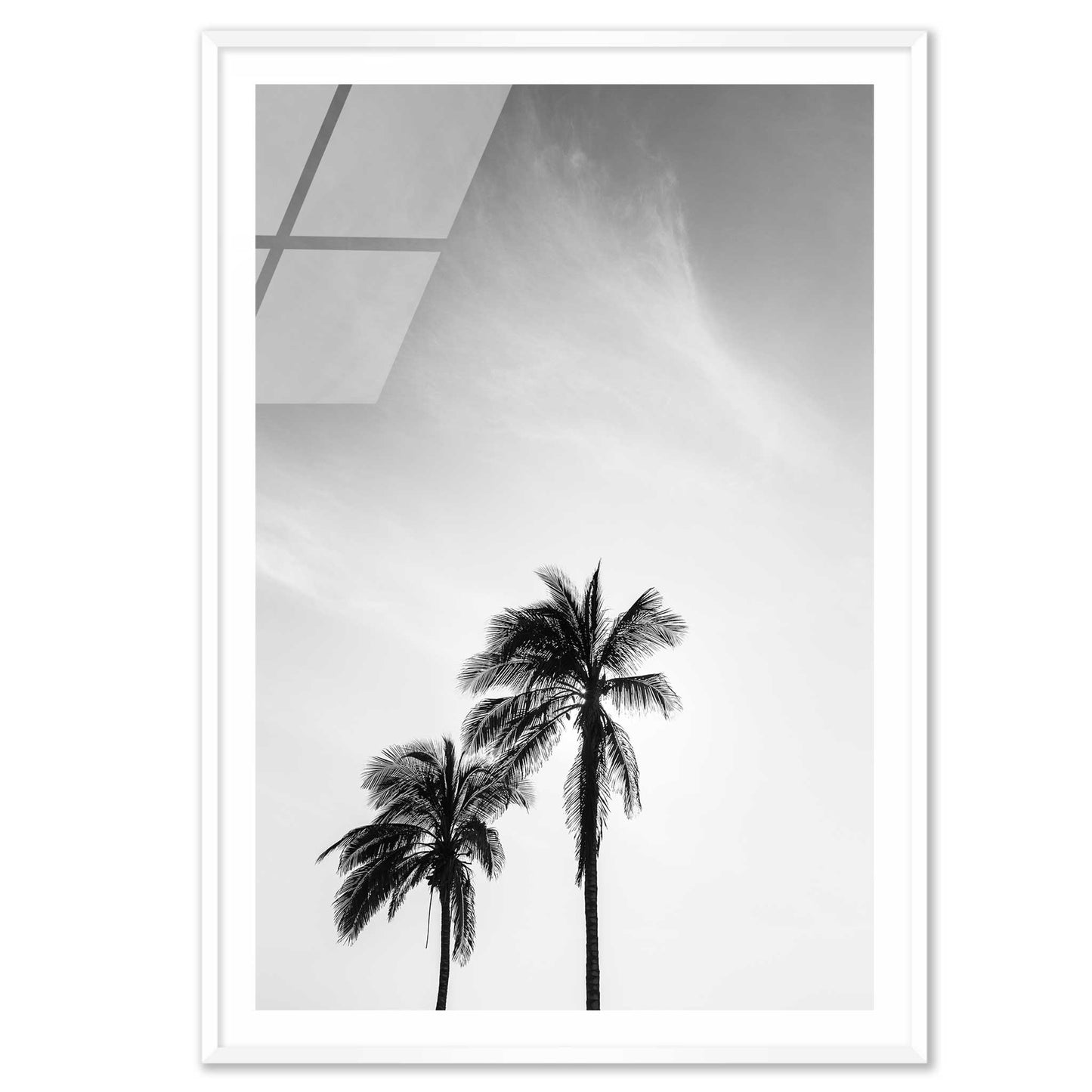 Palm Trees in Jeddah