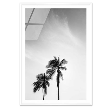 Palm Trees in Jeddah