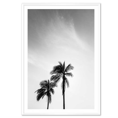 Palm Tree in Jeddah