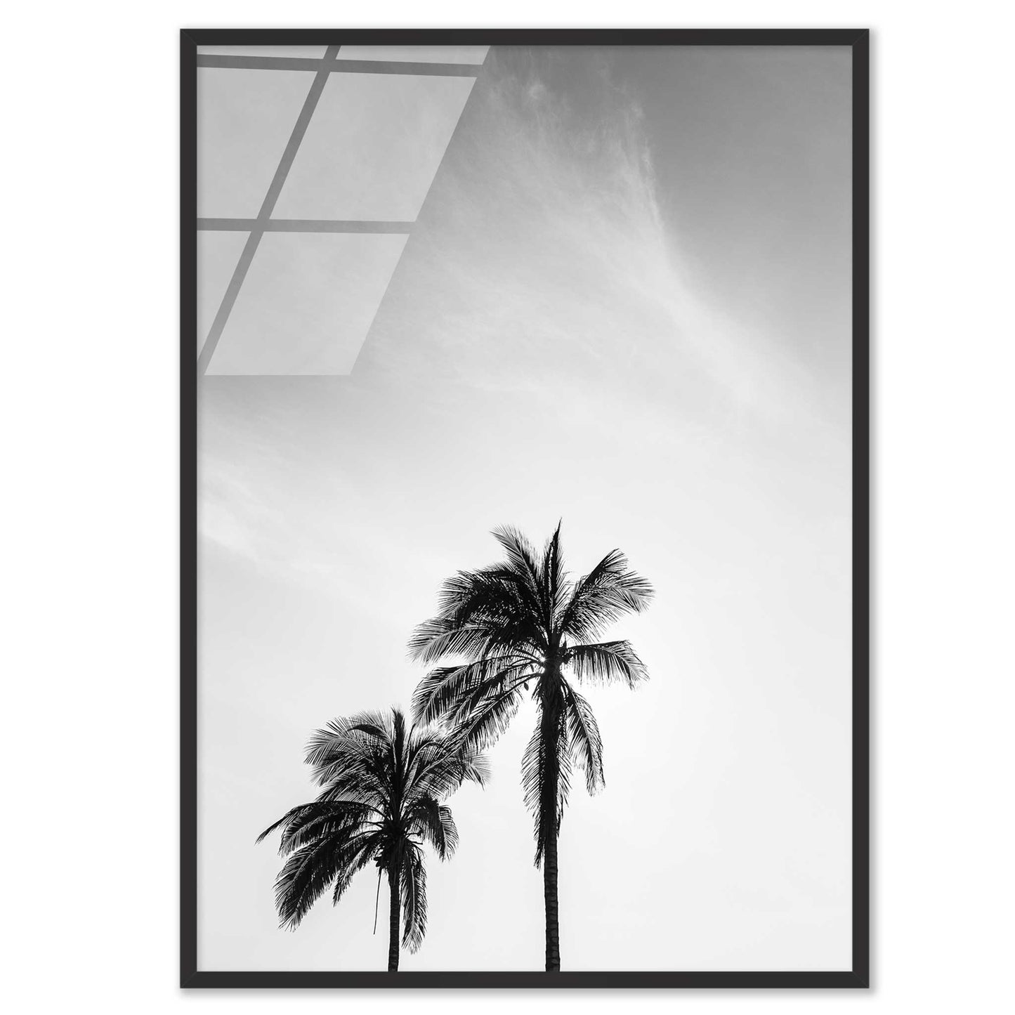 Palm Trees in Jeddah