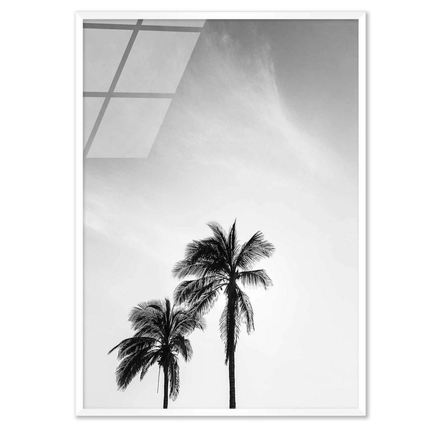 Palm Trees in Jeddah