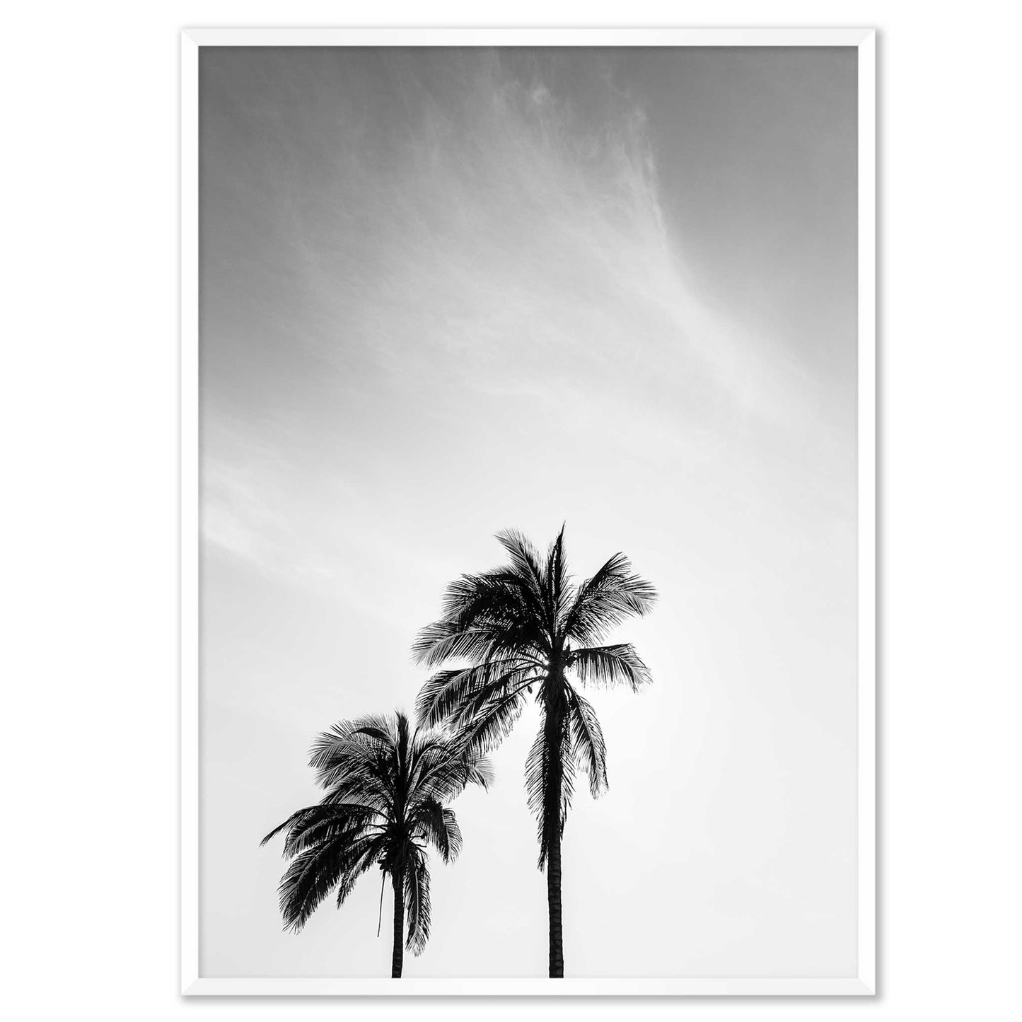 Palm Tree in Jeddah