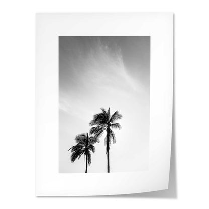 Palm Trees in Jeddah