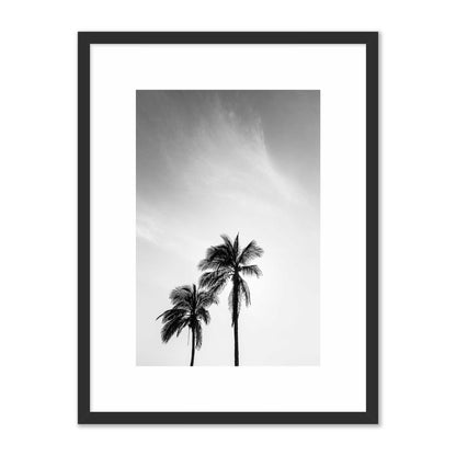 Palm Trees in Jeddah