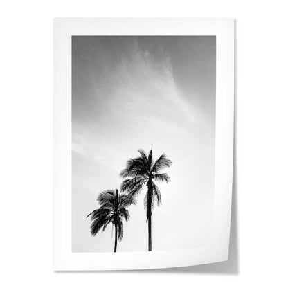 Palm Trees in Jeddah