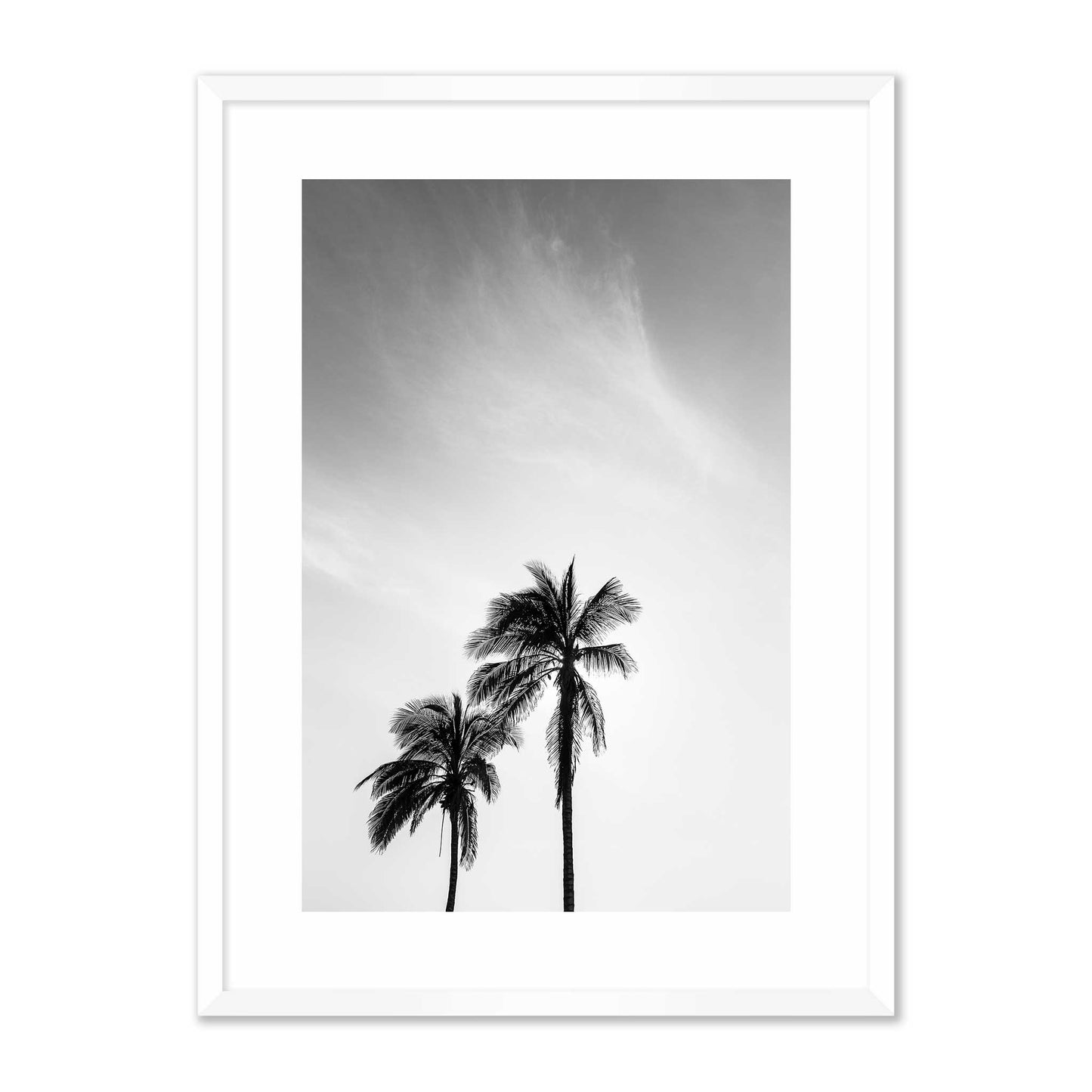 Palm Trees in Jeddah