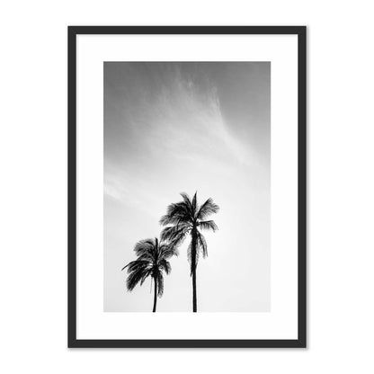 Palm Trees in Jeddah