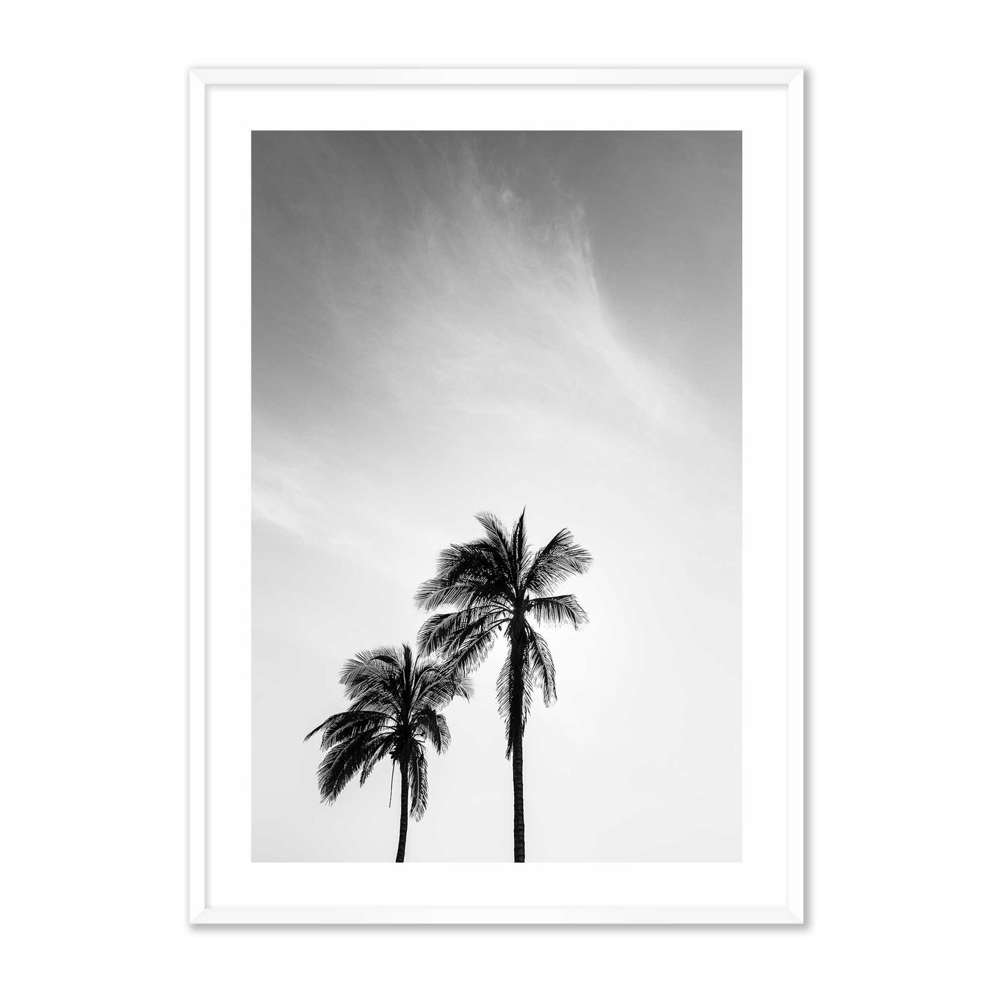 Palm Trees in Jeddah