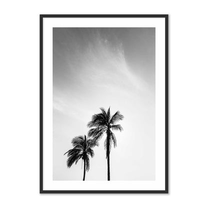 Palm Trees in Jeddah