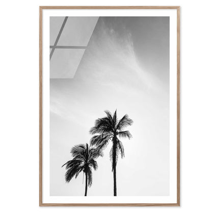 Palm Trees in Jeddah