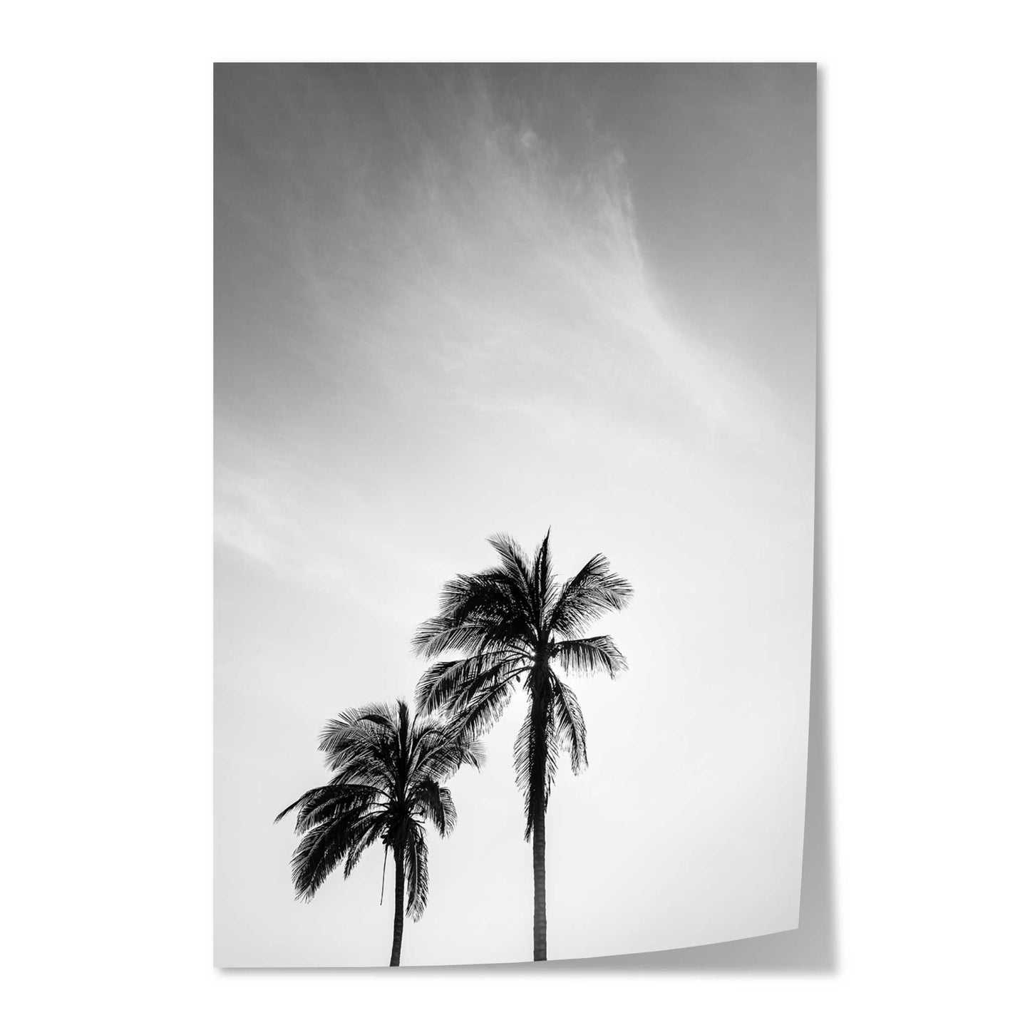 Palm Trees in Jeddah