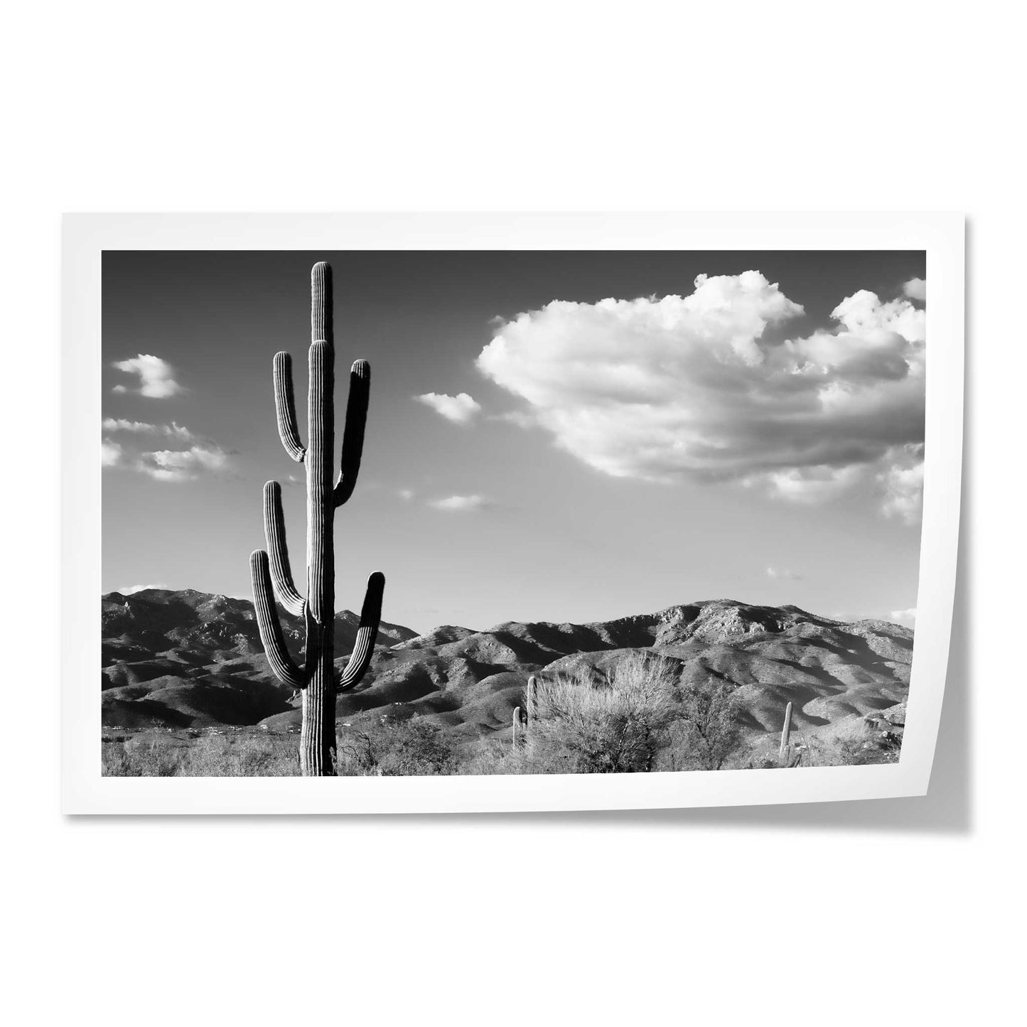 Saguaro Cactus Sunrise