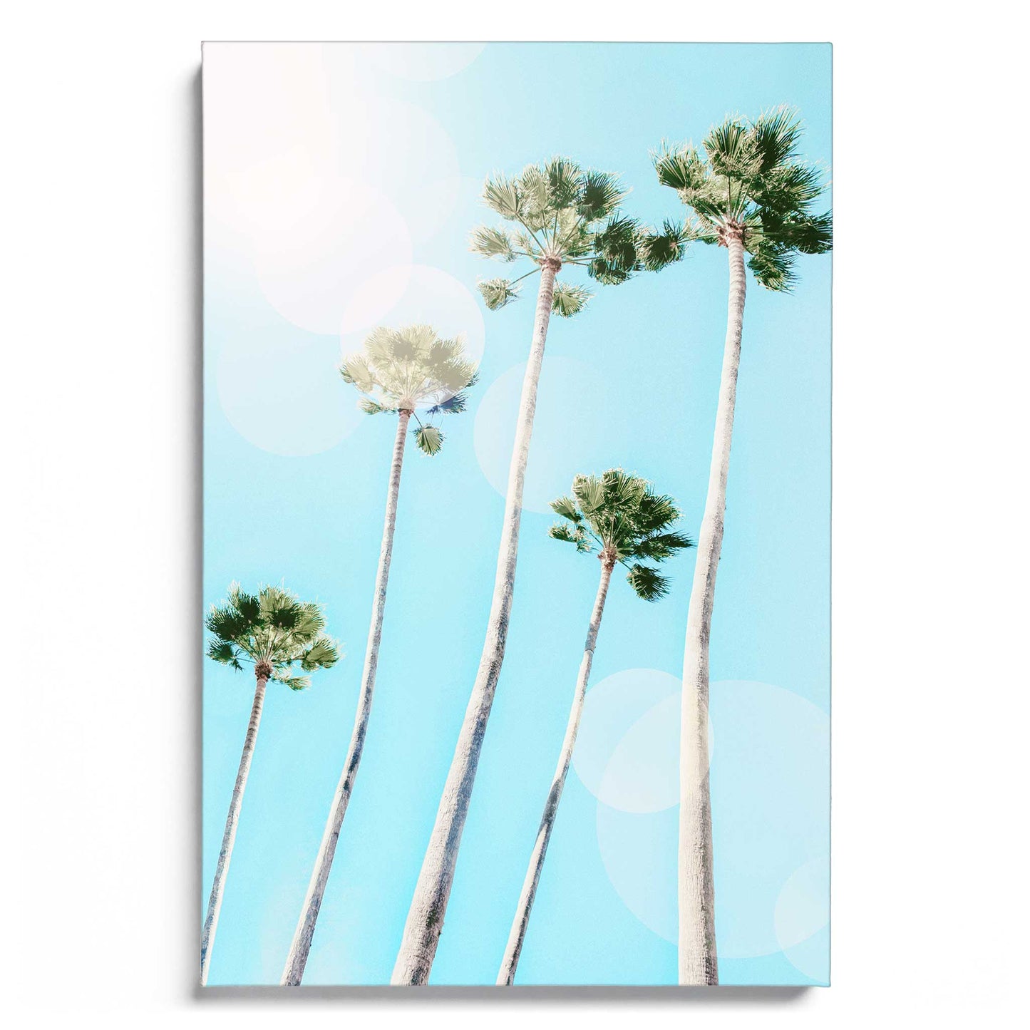 Summer Palms