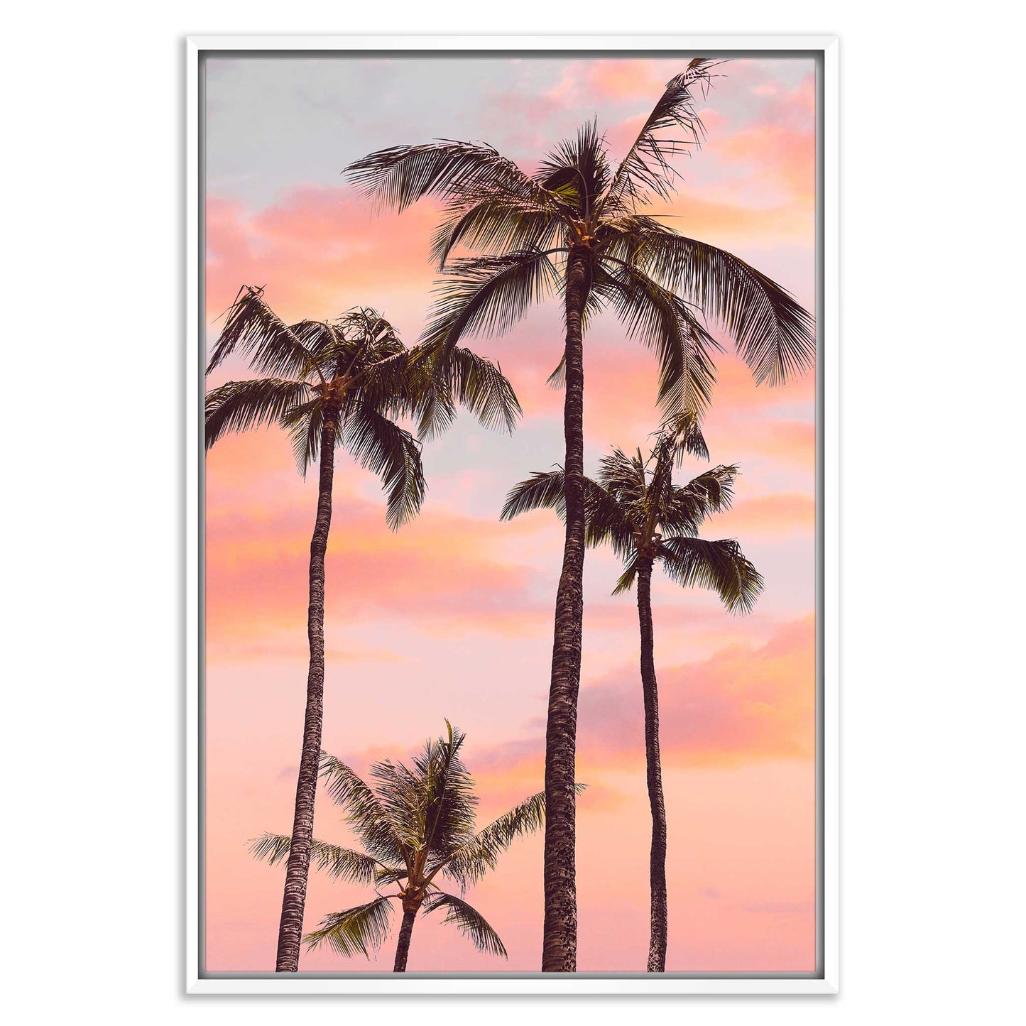 Sunset Palm Trees