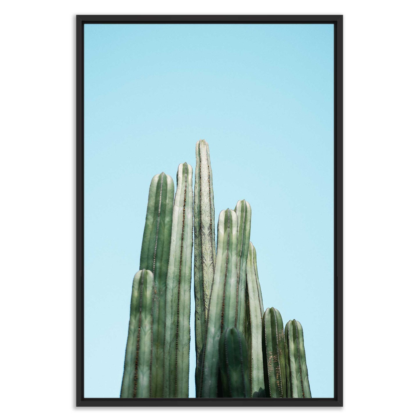 Tall Cacti