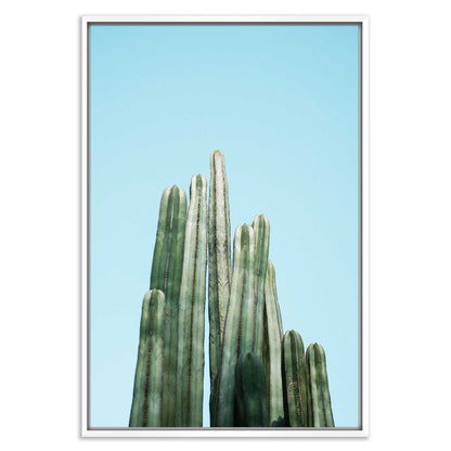 Tall Cacti
