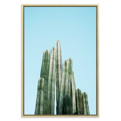 Tall Cacti