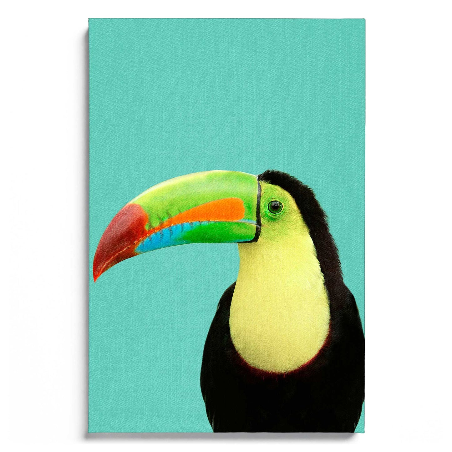 Toucan Bird in Blue